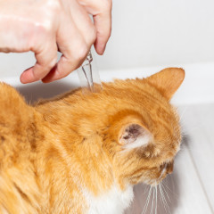 The owner of the pet applies antiparasitic drops on the cat's withers. Treatment and prevention of fleas and ticks in animals.