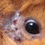 Médecins-Vétérinaires : regards croisés sur les dermatophytoses