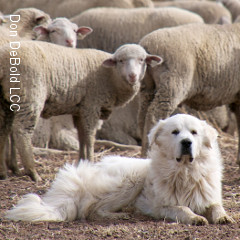 chien ecosystemes