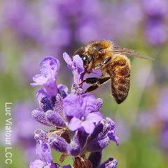 module abeilles